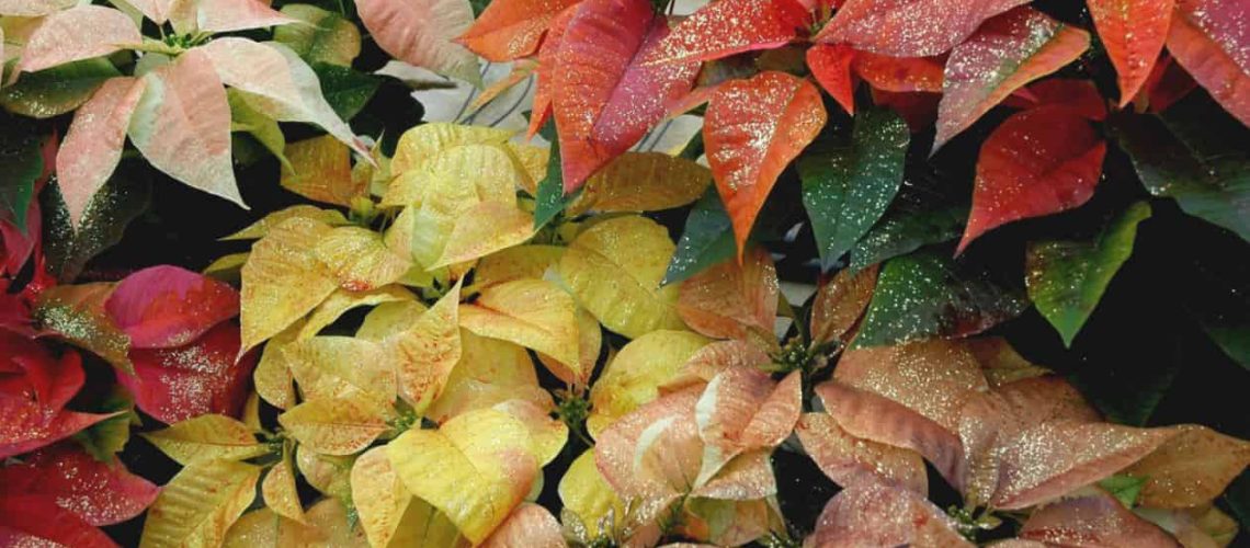 poinsettia close up