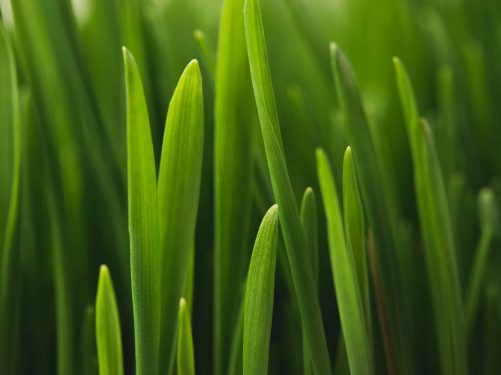 what-makes-grass-healthy-and-strong
