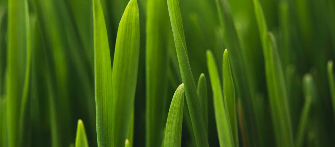 what-makes-grass-healthy-and-strong
