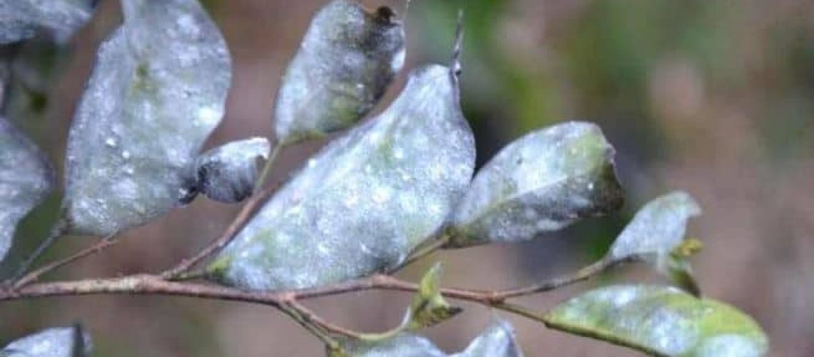 white fly infesested leaves